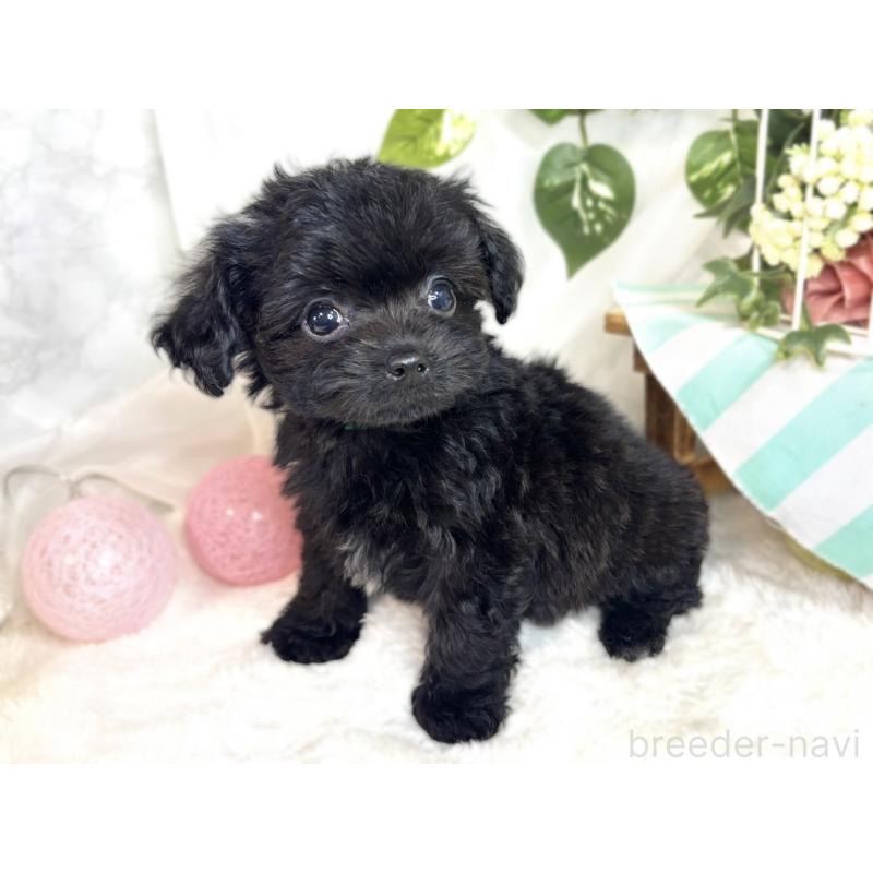 成約済の滋賀県のチワプー:チワワ×トイプードル-408996の2枚目